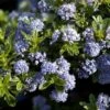 Ceanothus 'Blue Mound' -GreenHaven Shop CEABLUMOUND