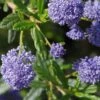 Ceanothus 'Concha' 1 Ceanothus 'Concha' -GreenHaven Shop CEACONC