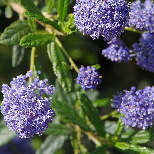 Ceanothus 'Concha' 3 Ceanothus 'Concha'