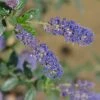 Ceanothus 'Italian Skies' 1 Ceanothus 'Italian Skies' -GreenHaven Shop CEAITSK
