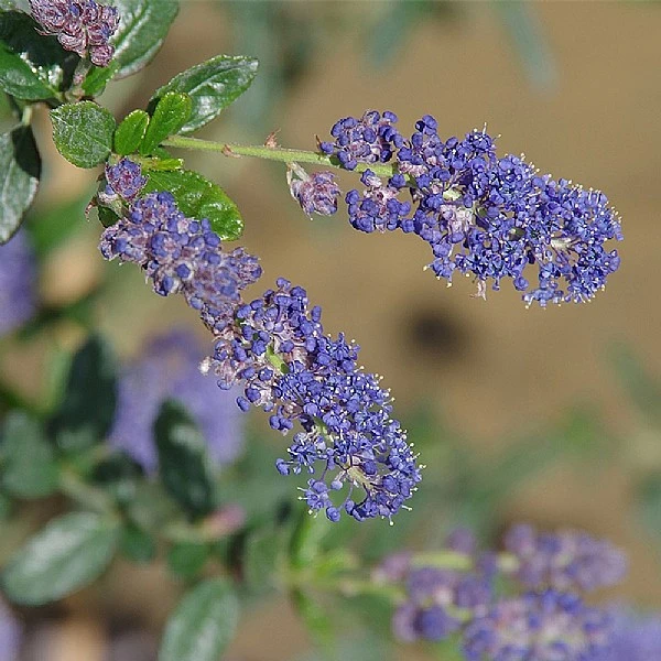 Ceanothus 'Italian Skies' 3 Ceanothus 'Italian Skies'