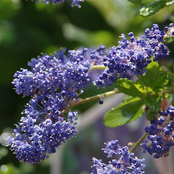 Ceanothus 'Italian Skies' 4 Ceanothus 'Italian Skies' - Image 2