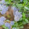 Ceanothus Skylark -GreenHaven Shop CEANSKYLAR