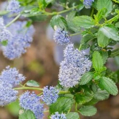 Ceanothus Skylark