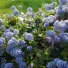 Ceanothus Thrysiflorus 'Repens' 2 Ceanothus Thrysiflorus 'Repens' -GreenHaven Shop CEAREPN