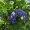 Ceanothus Griseus 'Yankee Point' -GreenHaven Shop CEAYANKEEPNT