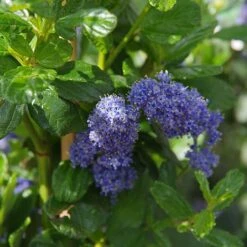 Ceanothus Griseus 'Yankee Point'