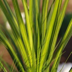 Cordyline 'Jive' -GreenHaven Shop CORDJIV 1