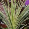 Cordyline 'Lime Passion' -GreenHaven Shop CORLIPA