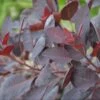 Cotinus 'Royal Purple' -GreenHaven Shop COTROPU