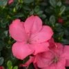 Evergreen Azalea 'Anouk' 1 Evergreen Azalea 'Anouk' -GreenHaven Shop EAZAANOUK