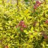 Escallonia 'Golden Carpet' -GreenHaven Shop ESCGOCA