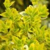 Euonymus Fortunei 'Emerald N Gold' 2 Euonymus Fortunei 'Emerald N Gold' -GreenHaven Shop EUEGO