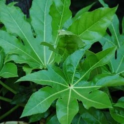 Fatsia Japonica