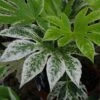 Fatsia Japonica 'Spider's Web' -GreenHaven Shop FATSPIWEB