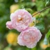 The Generous Gardener English Climbing Rose -GreenHaven Shop GENERGARD