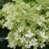 Hydrangea Paniculata 'Bobo' -GreenHaven Shop HYDBOBO