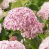 Hydrangea 'Candybelle Bubblegum' 2 Hydrangea 'Candybelle Bubblegum' -GreenHaven Shop HYDCABU