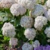Hydrangea 'Candybelle Marshmallow' -GreenHaven Shop HYDCAMA