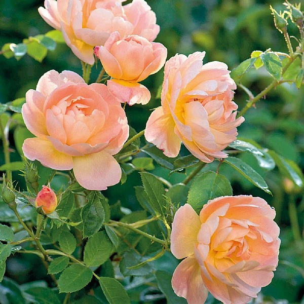 The Lark Ascending English Shrub Rose 3 The Lark Ascending English Shrub Rose