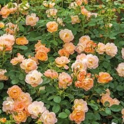 The Lark Ascending English Shrub Rose 5 The Lark Ascending English Shrub Rose -GreenHaven Shop LARKASCEND 1