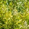 Ligustrum Ovalifolium 'Aureum' -GreenHaven Shop LIGUSOVAUR