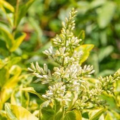 Ligustrum Ovalifolium 'Aureum' -GreenHaven Shop LIGUSOVAUR 1