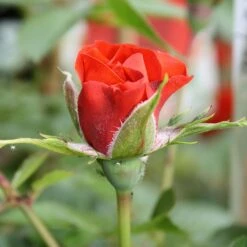 Little Bronze Rose -GreenHaven Shop LITTLEBR 2