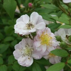 Little Rambler Climbing Rose -GreenHaven Shop LITTLERA 1