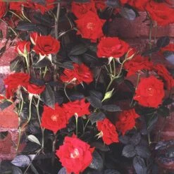 Loveknot Climbing Rose