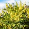 Mahonia X Media 'Winter Sun' -GreenHaven Shop MAHWINTSUN