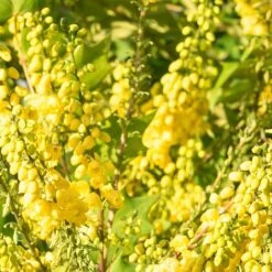Mahonia X Media 'Winter Sun' -GreenHaven Shop MAHWINTSUN 1