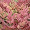 Nandina Domestica 'Obsessed' 2 Nandina Domestica 'Obsessed' -GreenHaven Shop NANOBSE