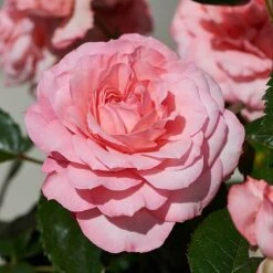 Patio Rose Kelley Hit Rose -GreenHaven Shop PATIOROS 1