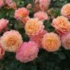 'Peach Melba' Bush Rose 2 'Peach Melba' Bush Rose -GreenHaven Shop PEACHMELBA