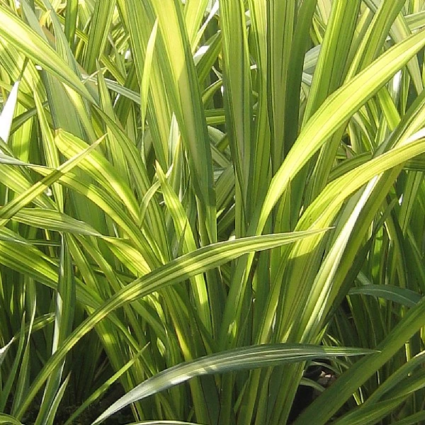 Phormium 'Yellow Wave' 3 Phormium 'Yellow Wave'