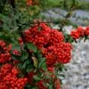 Pyracantha Coccinea 'Red Star' -GreenHaven Shop PYRAREDSTAR