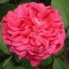 Rose De Rescht Shrub Rose 1 Rose De Rescht Shrub Rose -GreenHaven Shop ROSEDER