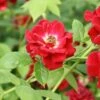 Ruby Rambler Climbing Rose -GreenHaven Shop RUBYRAMB
