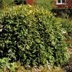 Salix Caprea 'Kilmarnock'