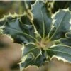 Ilex Aquifolium 'Argentea Marginata' 2 Ilex Aquifolium 'Argentea Marginata' -GreenHaven Shop SHILAMA