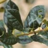 Ilex Aquifolium 'J C Van Tol' -GreenHaven Shop SHILJCV