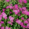 Spiraea 'Japonica Shirobana' -GreenHaven Shop SPIRDJAPSHIR