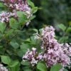Syringa 'Meyeri Palibin' 1 Syringa 'Meyeri Palibin' -GreenHaven Shop SYRMEYPAL