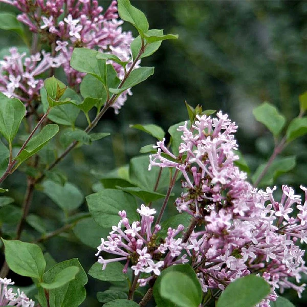 Syringa 'Meyeri Palibin' 3 Syringa 'Meyeri Palibin'