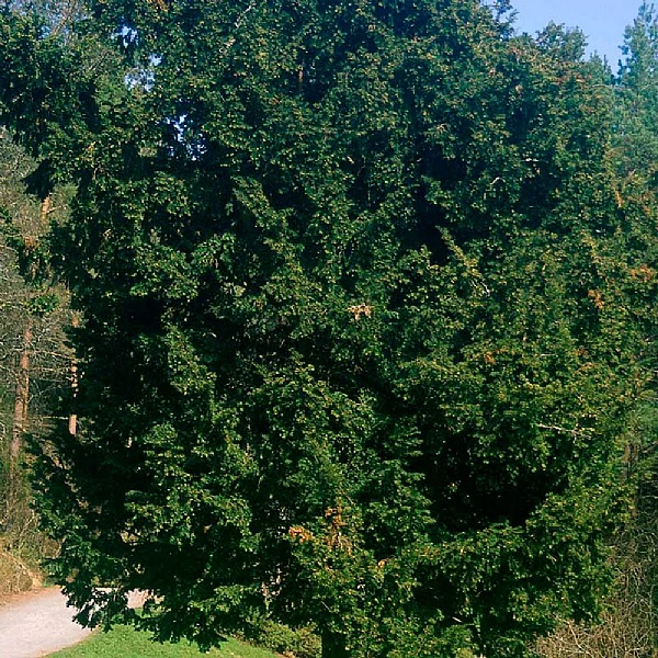 Taxus Baccata - Yew 3 Taxus Baccata - Yew