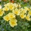 Tottering By Gently English Shrub Rose -GreenHaven Shop TOTBYGENT