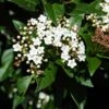 Viburnum Tinus 'Eve Price' 2 Viburnum Tinus 'Eve Price' -GreenHaven Shop VIBURTINEP