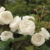 William & Catherine English Shrub Rose -GreenHaven Shop WILLCATH